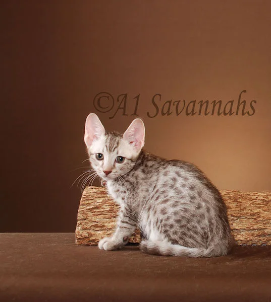 A1Savannahs Anisette SBT Female Savannah Kitten