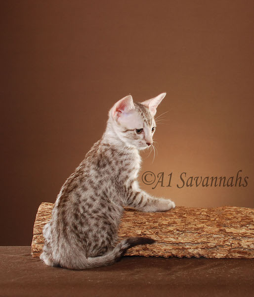 A1Savannahs Anisette SBT Female Savannah Kitten