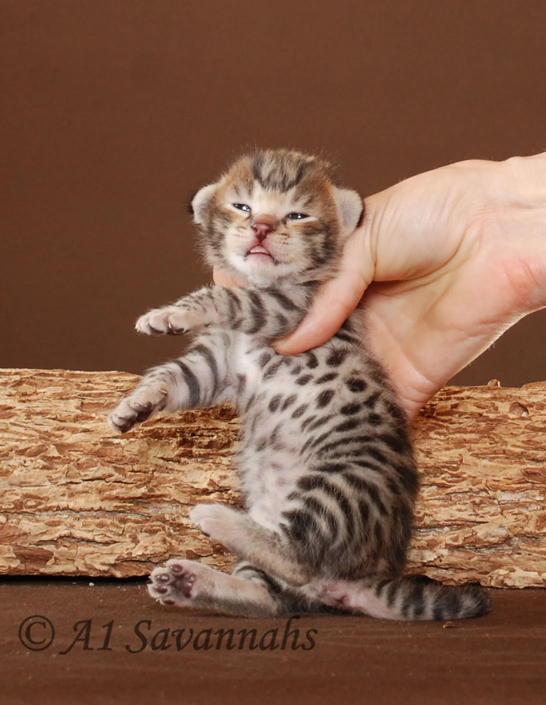 A1Savannahs Venus F2 Female Savannah Kitten