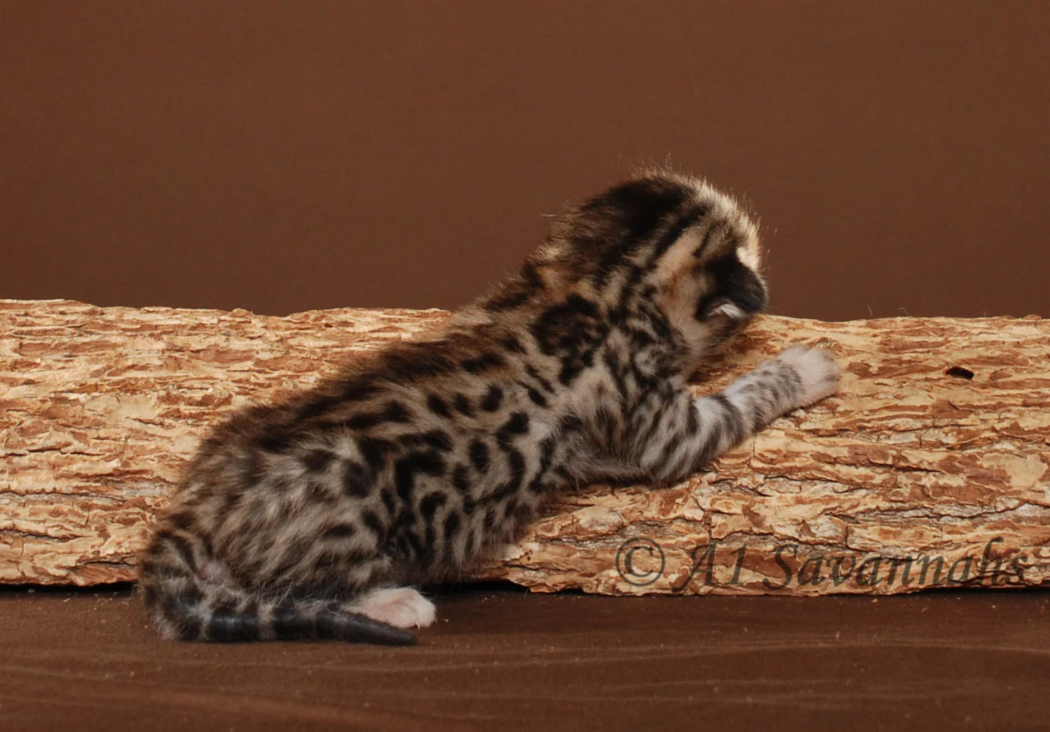 A1Savannahs Venus F2 Female Savannah Kitten