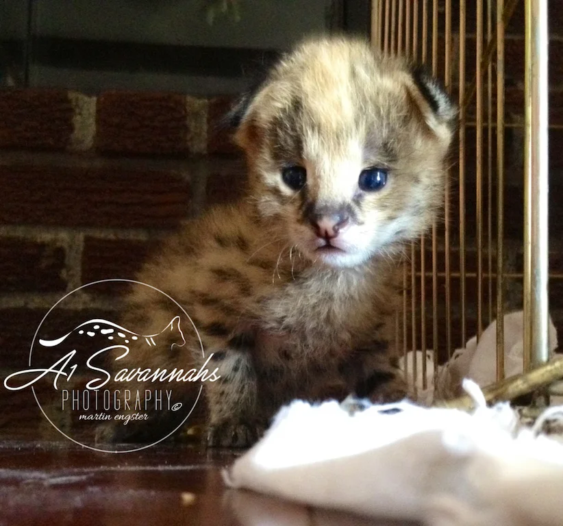 Star Serval Female Kitten — A1 Savannahs