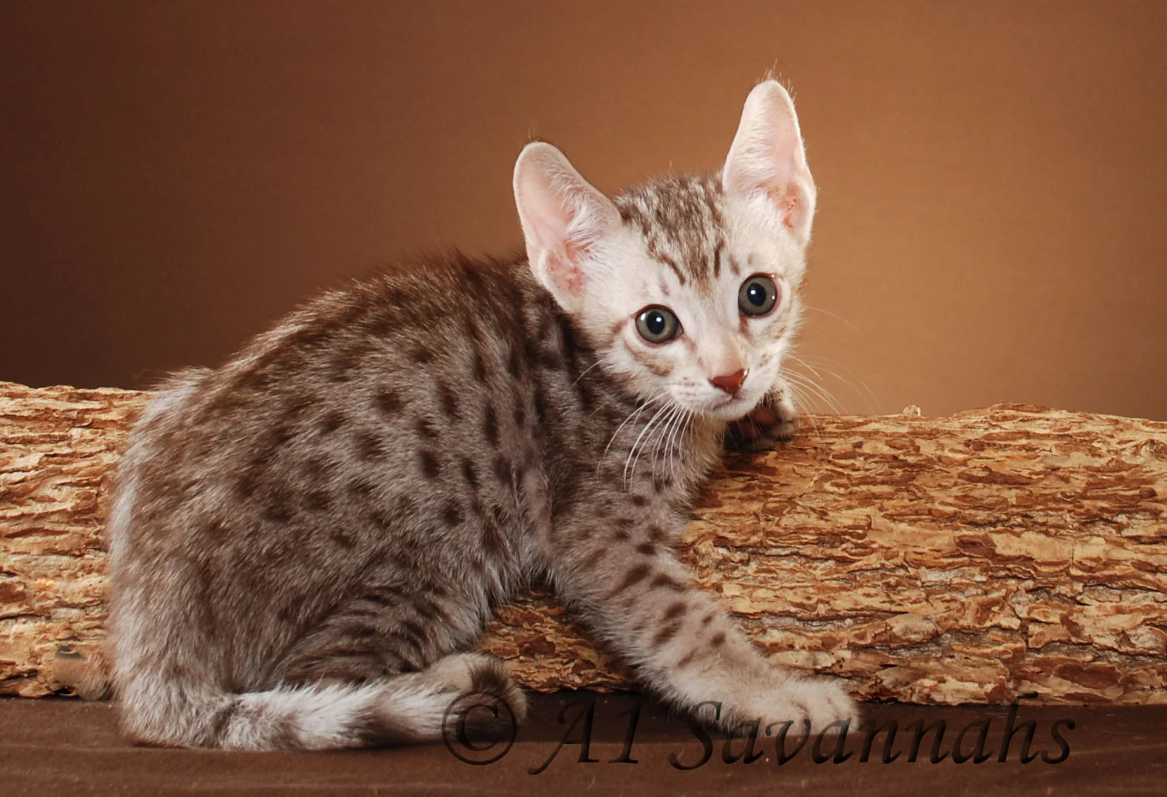 A1Savannahs Armond Male SBT Savannah Kitten