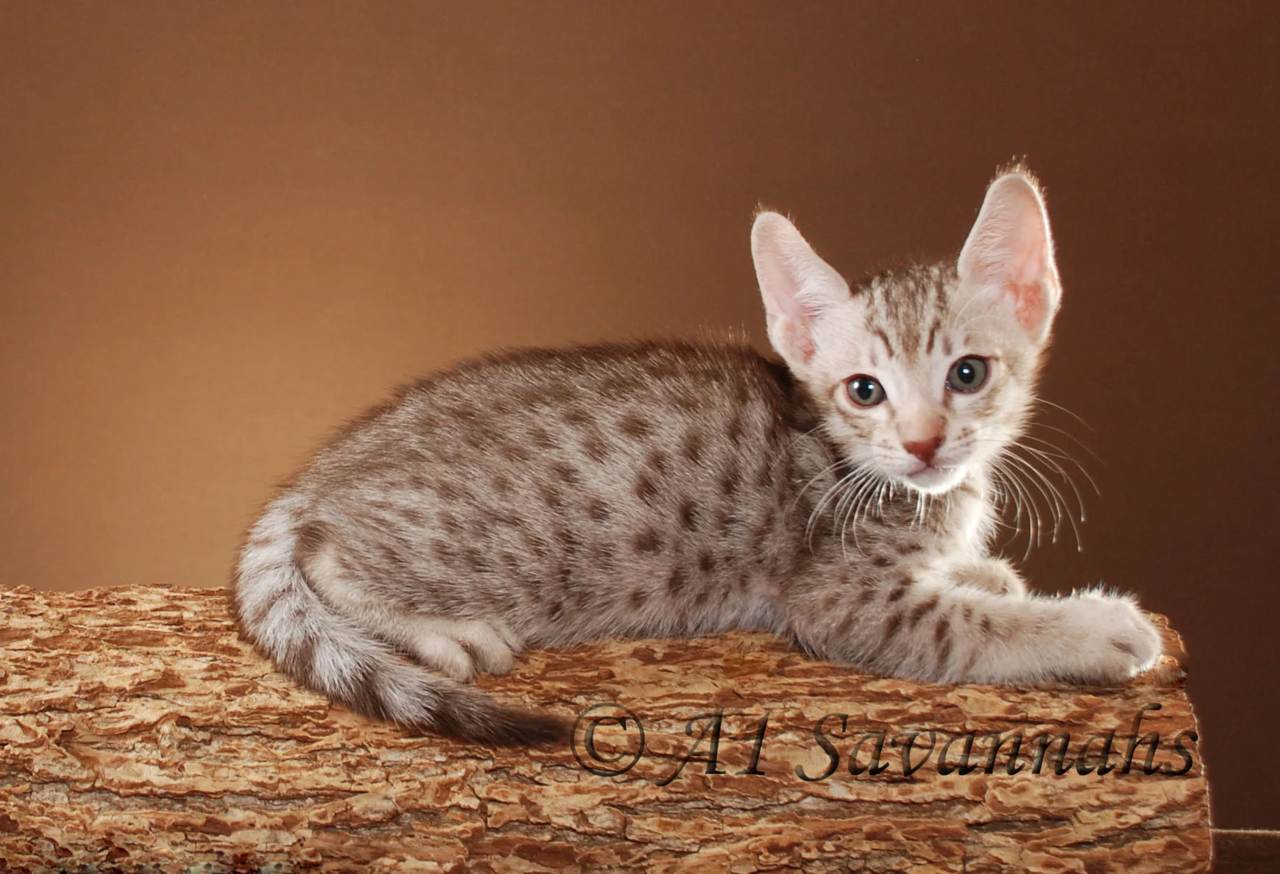 A1Savannahs Armond Male SBT Savannah Kitten