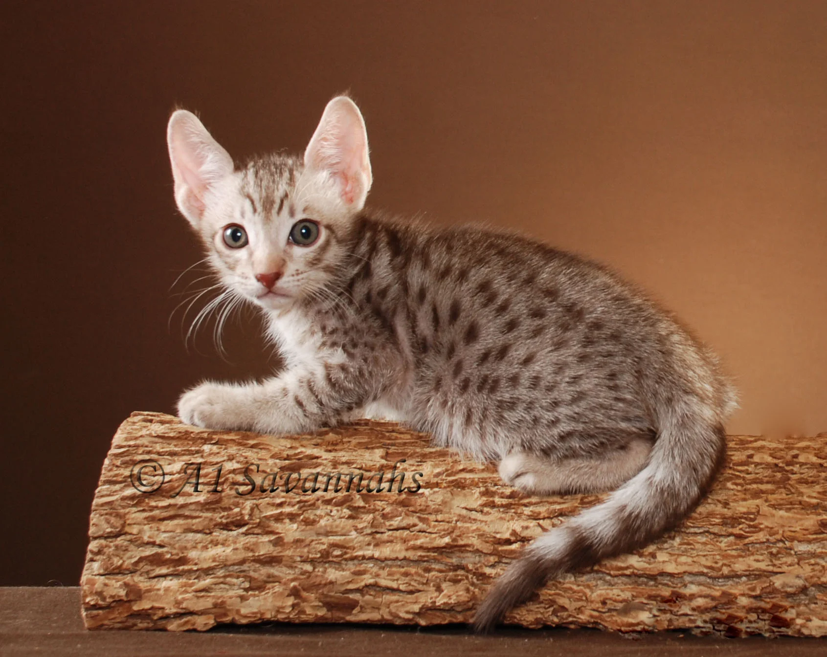 A1Savannahs Armond Male SBT Savannah Kitten