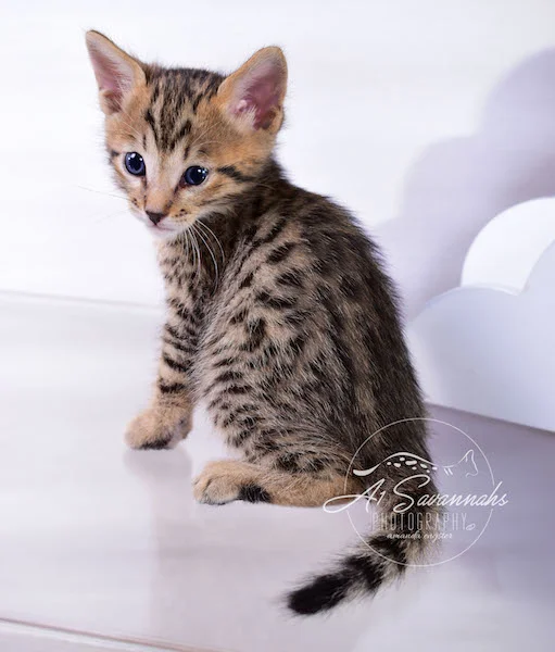 A1Savannahs Alexander F4 Male Savannah Kitten