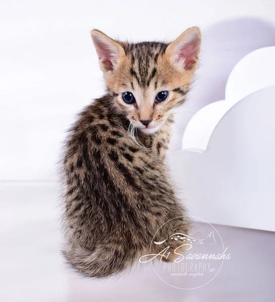 A1Savannahs Alexander F4 Male Savannah Kitten