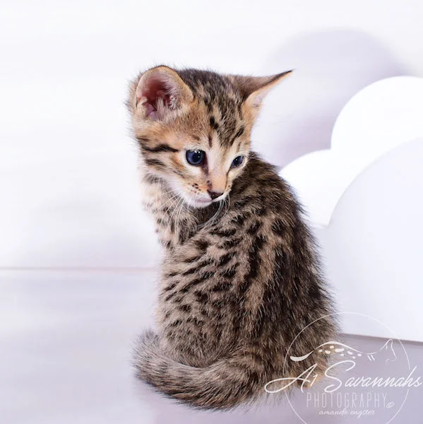 A1Savannahs Alexander F4 Male Savannah Kitten