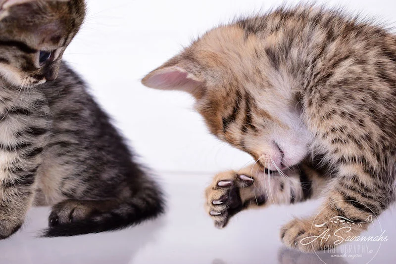 A1Savannahs Alexander F4 Male Savannah Kitten