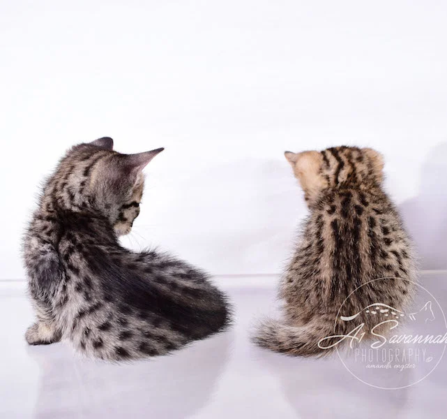 A1Savannahs Alexander F4 Male Savannah Kitten