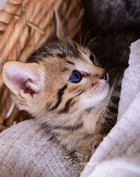A1Savannahs Alexander F4 Male Savannah Kitten