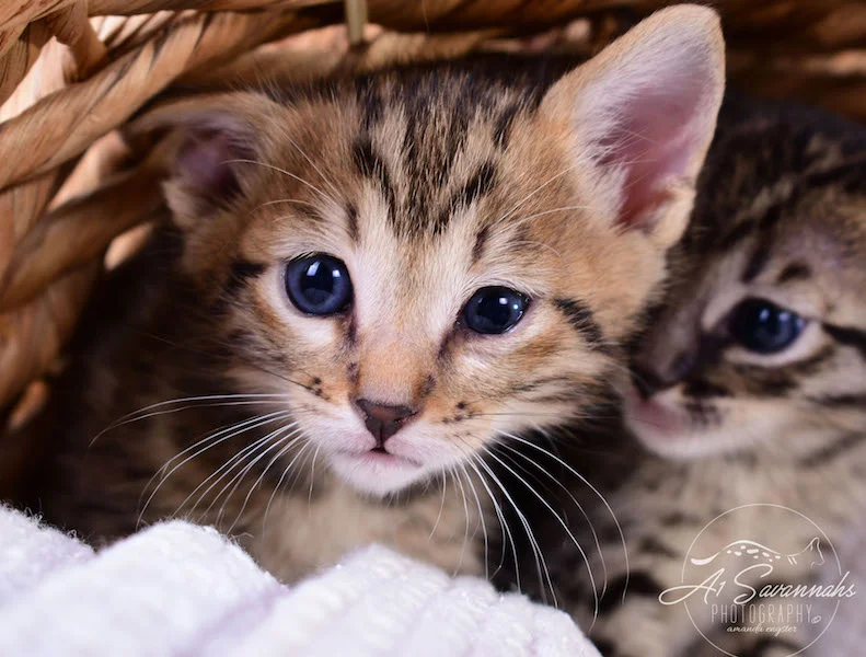 A1Savannahs Alexander F4 Male Savannah Kitten