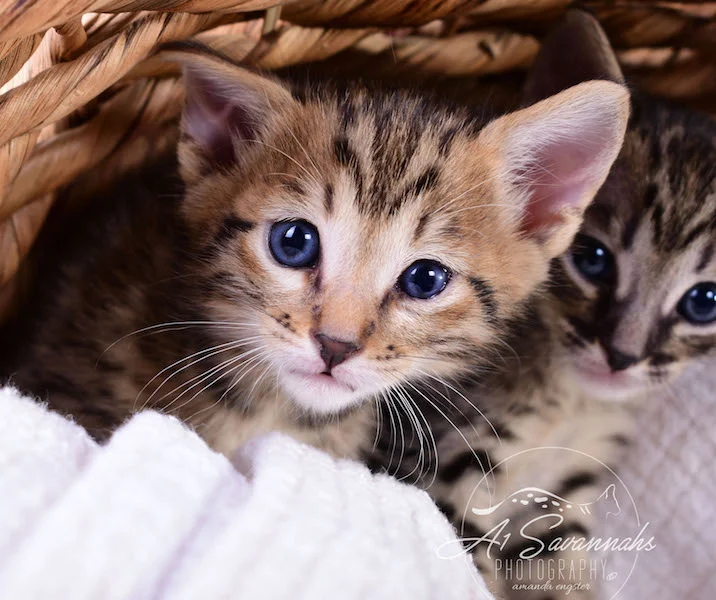 A1Savannahs Alexander F4 Male Savannah Kitten