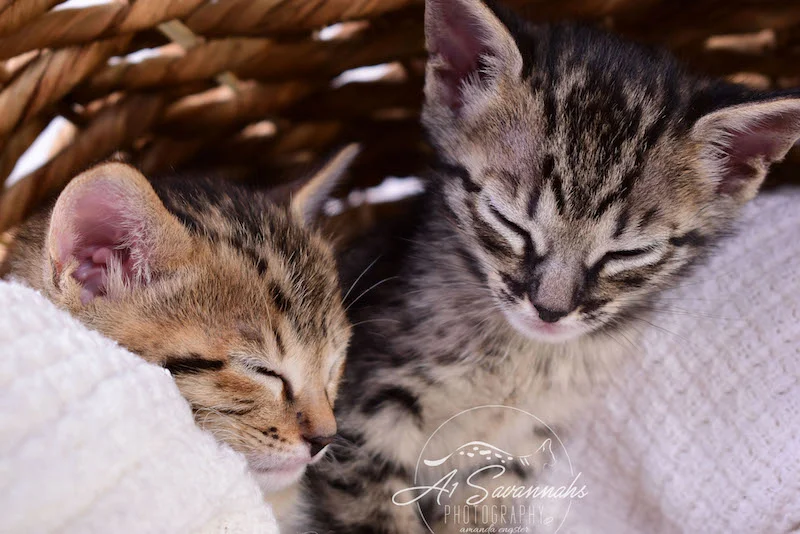 A1Savannahs Alexander F4 Male Savannah Kitten
