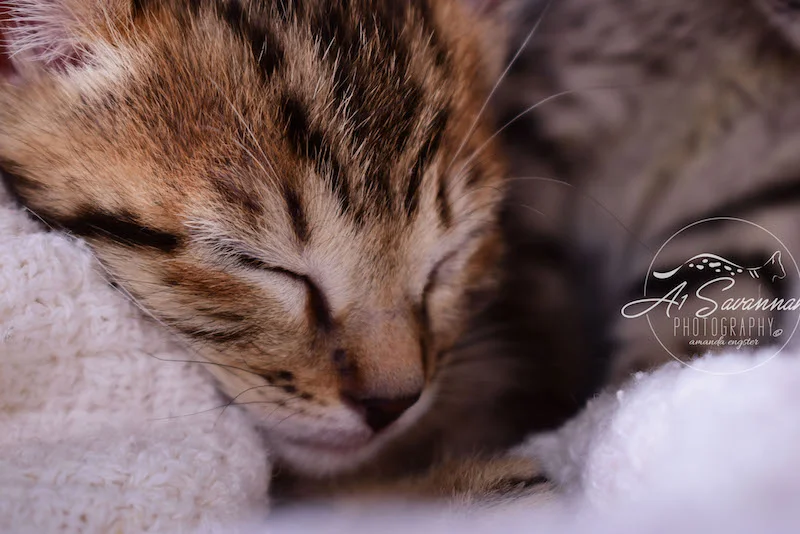 A1Savannahs Alexander F4 Male Savannah Kitten