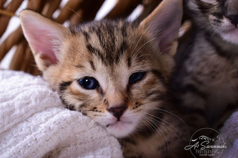 A1Savannahs Alexander F4 Male Savannah Kitten