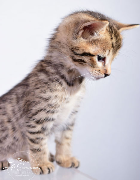 A1Savannahs Alexander F4 Male Savannah Kitten