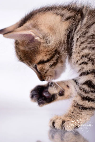 A1Savannahs Alexander F4 Male Savannah Kitten