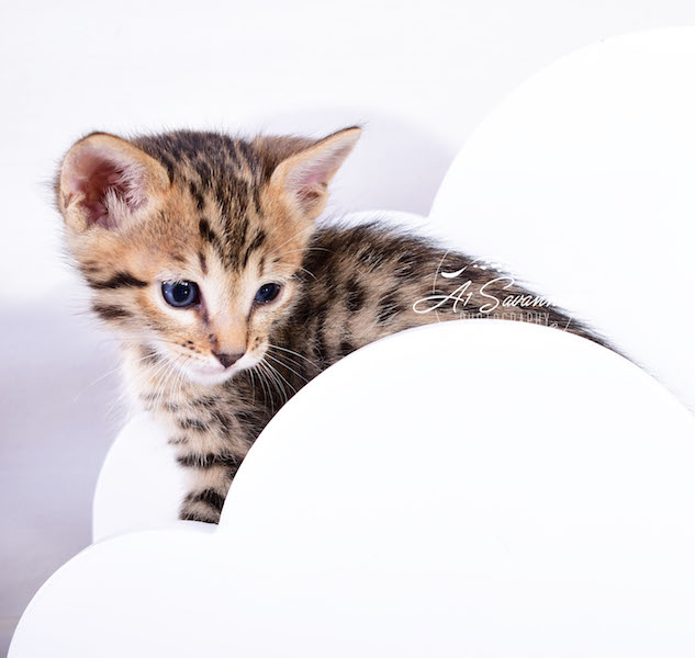 A1Savannahs Alexander F4 Male Savannah Kitten