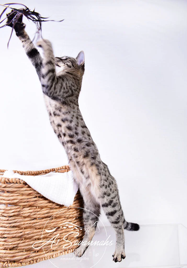A1Savannahs Ramey SBT Female Savannah Kitten