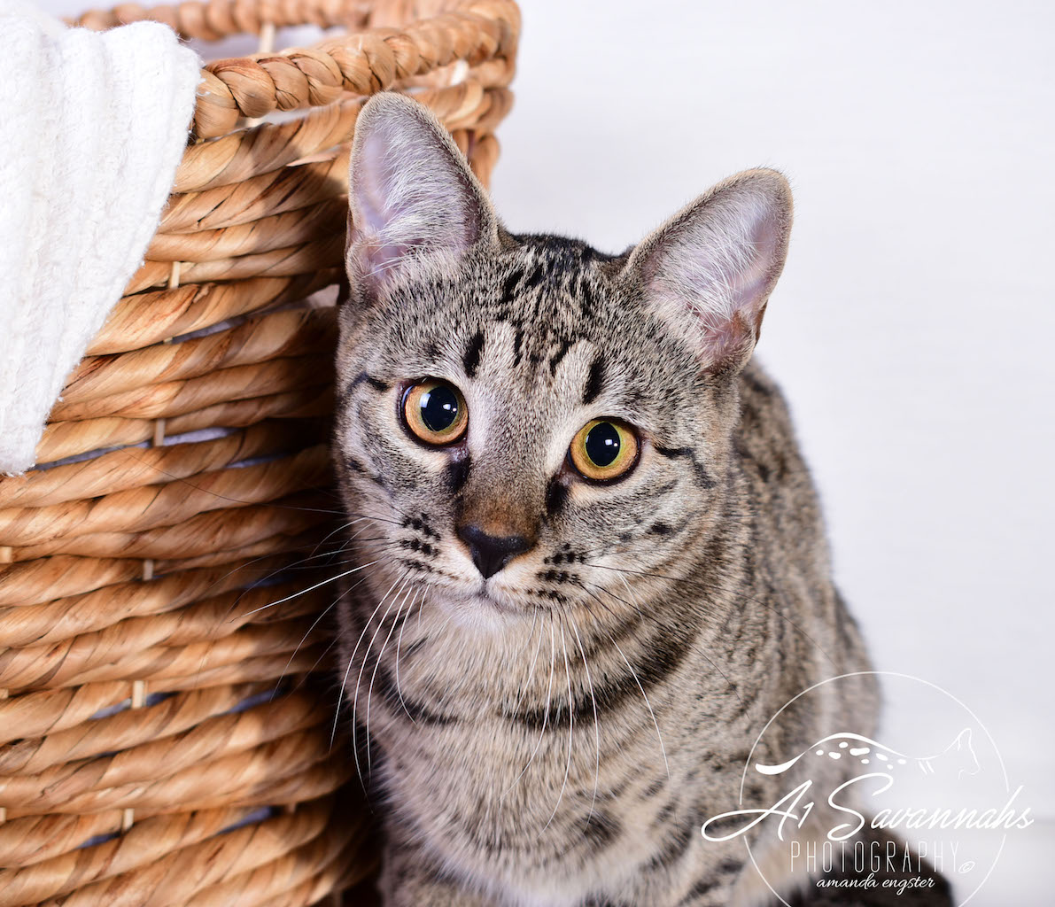 A1Savannahs Ramey SBT Female Savannah Kitten