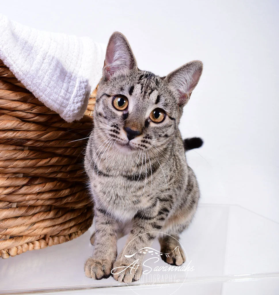 A1Savannahs Ramey SBT Female Savannah Kitten