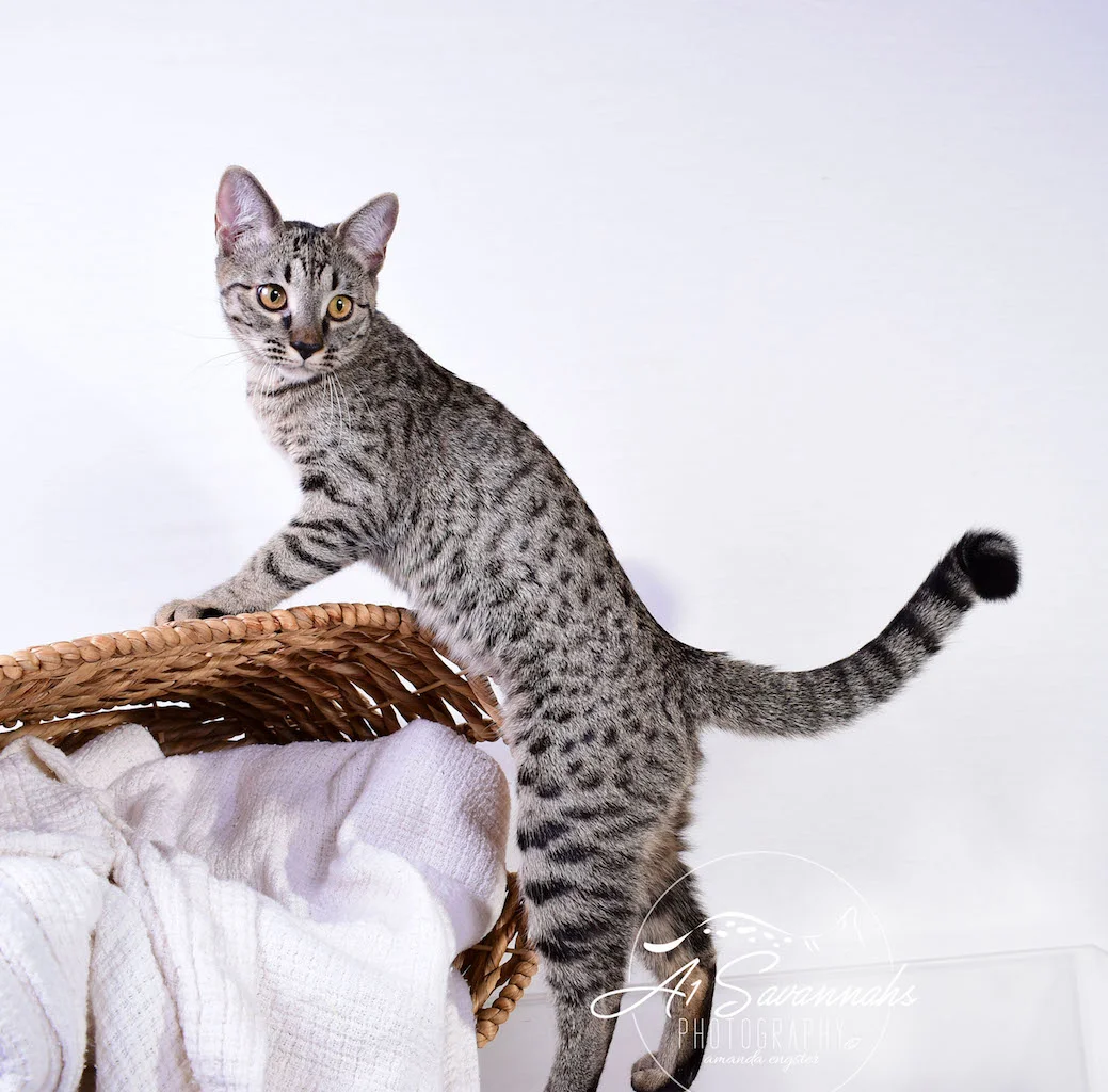 A1Savannahs Ramey SBT Female Savannah Kitten