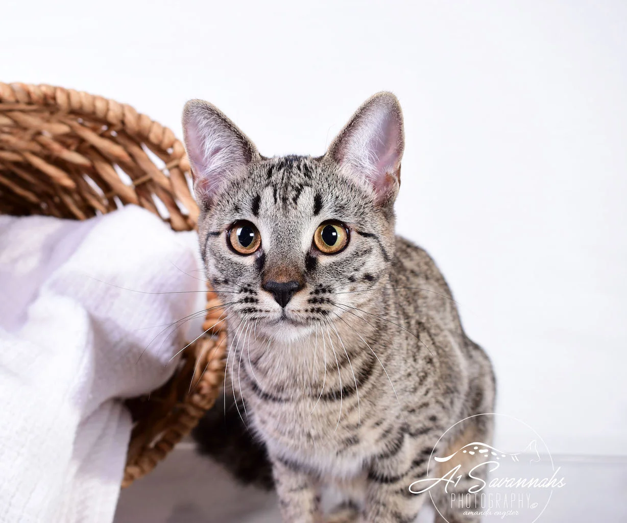 A1Savannahs Ramey SBT Female Savannah Kitten