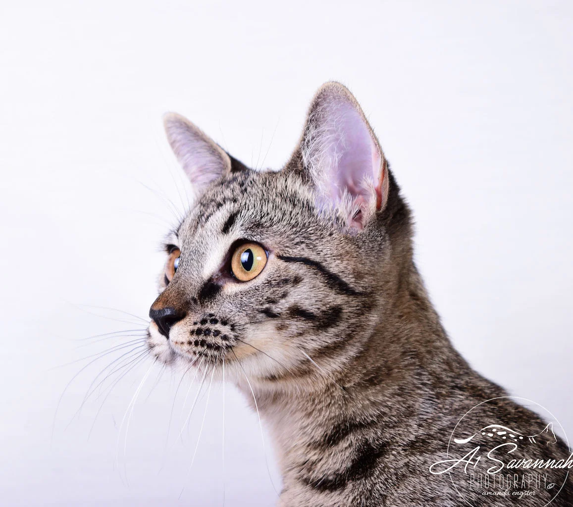 A1Savannahs Ramey SBT Female Savannah Kitten