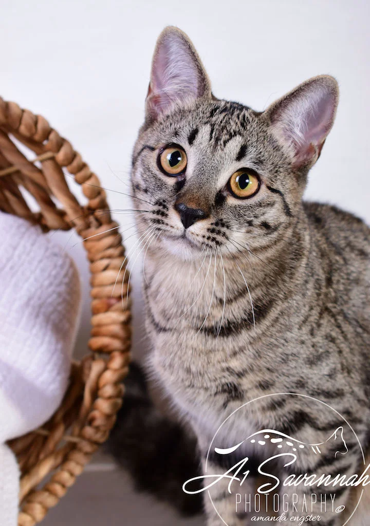 A1Savannahs Ramey SBT Female Savannah Kitten