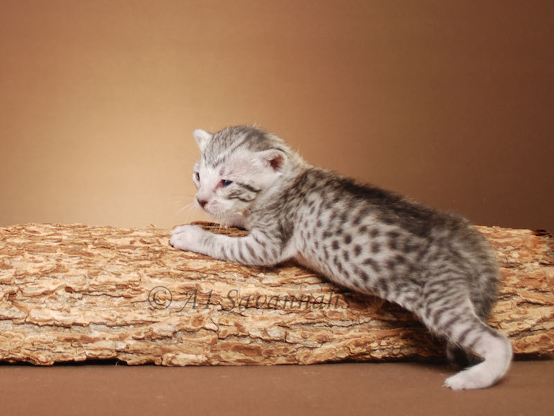 A1Savannahs Willow Euro SBT Female Savannah Kitten