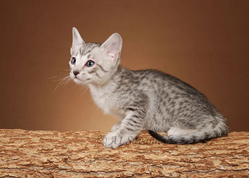 A1Savannahs Willow Euro SBT Female Savannah Kitten