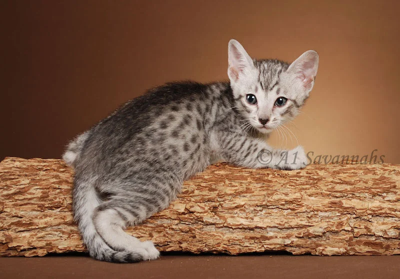 A1Savannahs Willow Euro SBT Female Savannah Kitten