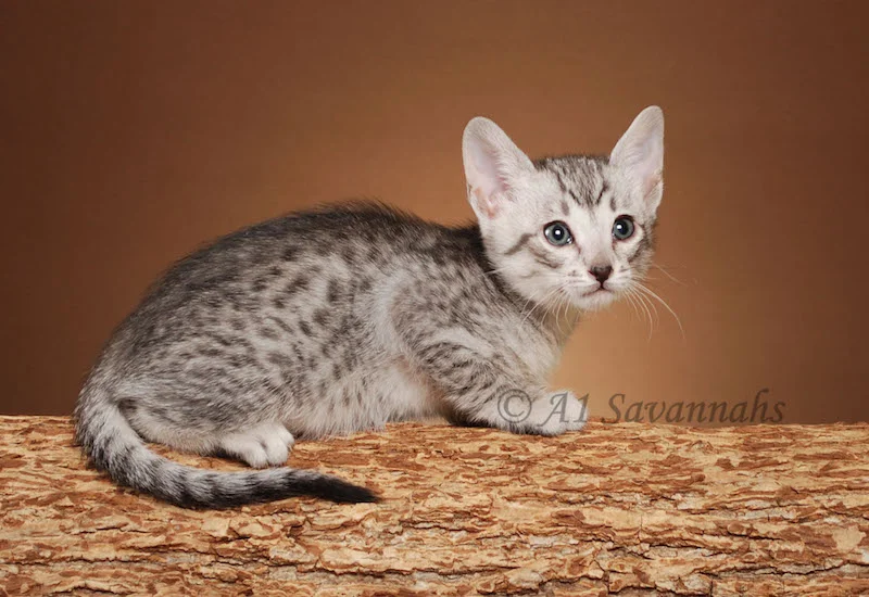 A1Savannahs Willow Euro SBT Female Savannah Kitten