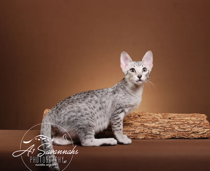 A1Savannahs Willow Euro SBT Female Savannah Kitten