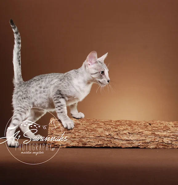 A1Savannahs Willow Euro SBT Female Savannah Kitten