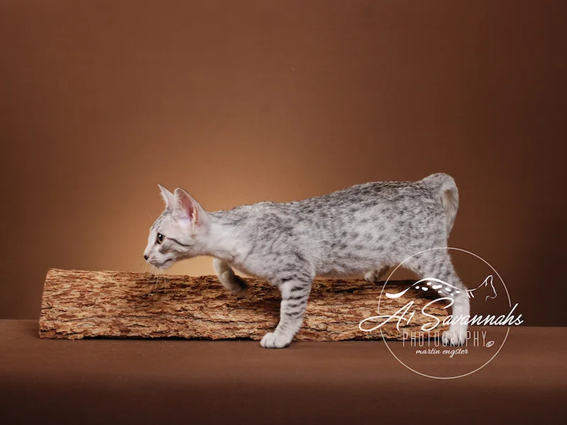 A1Savannahs Willow Euro SBT Female Savannah Kitten
