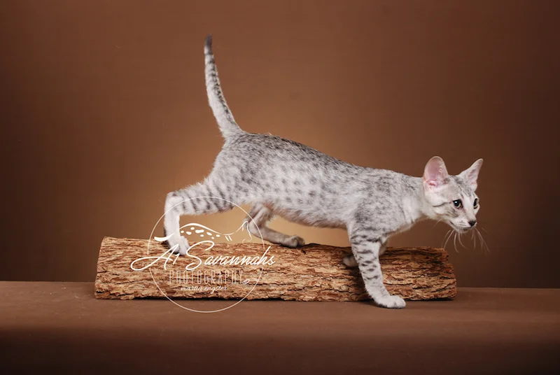 A1Savannahs Willow Euro SBT Female Savannah Kitten