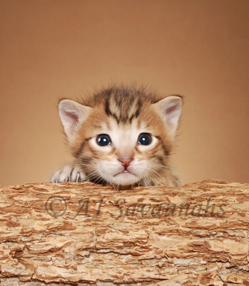 A1Savannahs Flash Male SBT Savannah Kitten