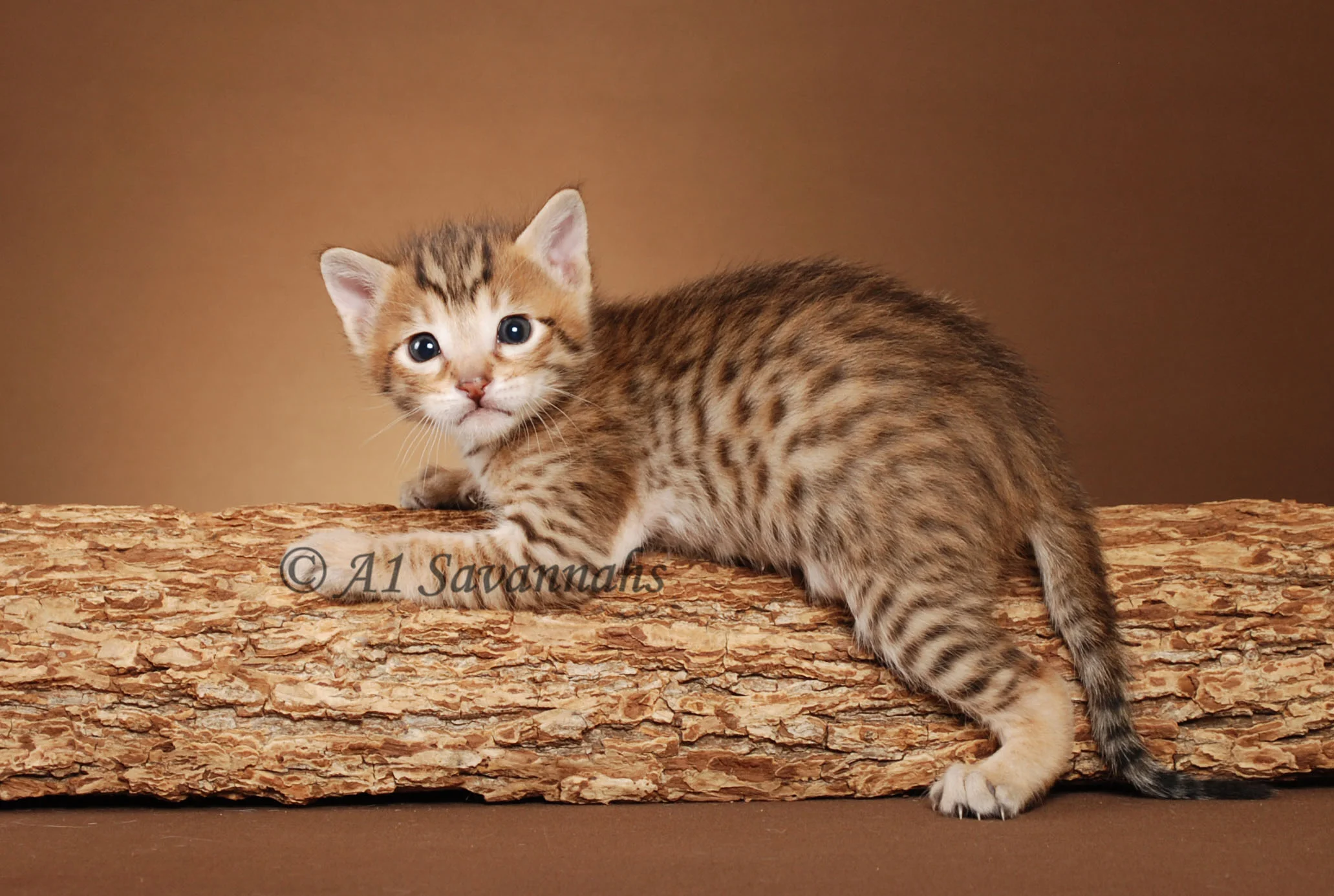 A1Savannahs Flash Male SBT Savannah Kitten