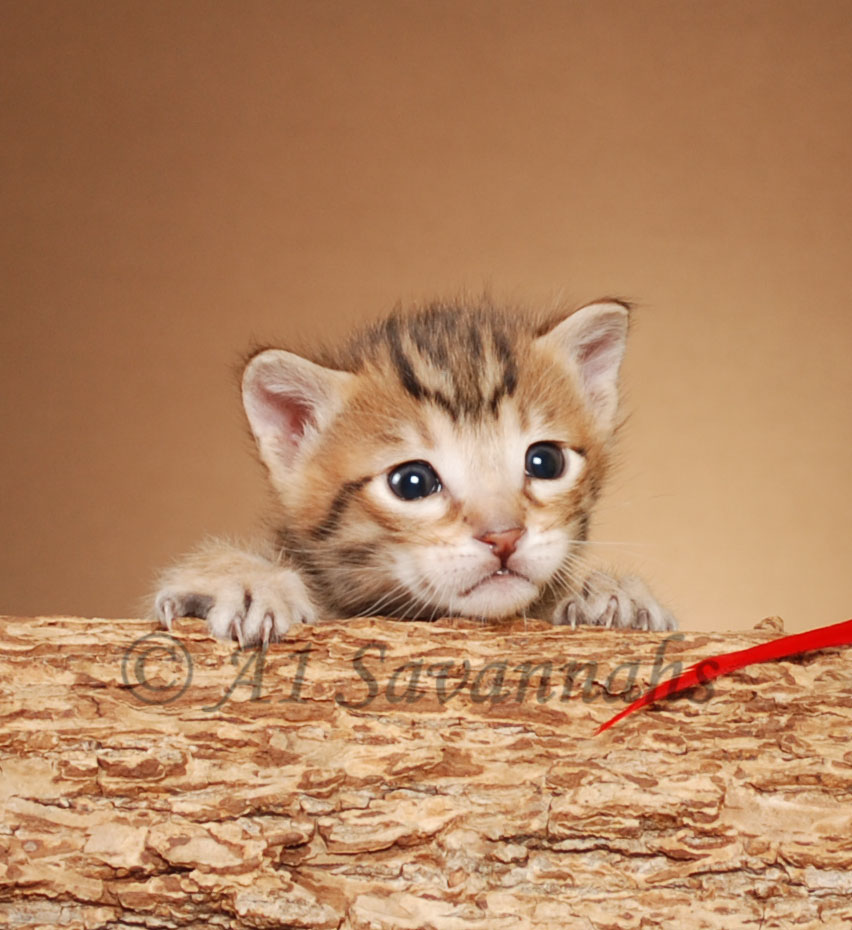 A1Savannahs Flash Male SBT Savannah Kitten