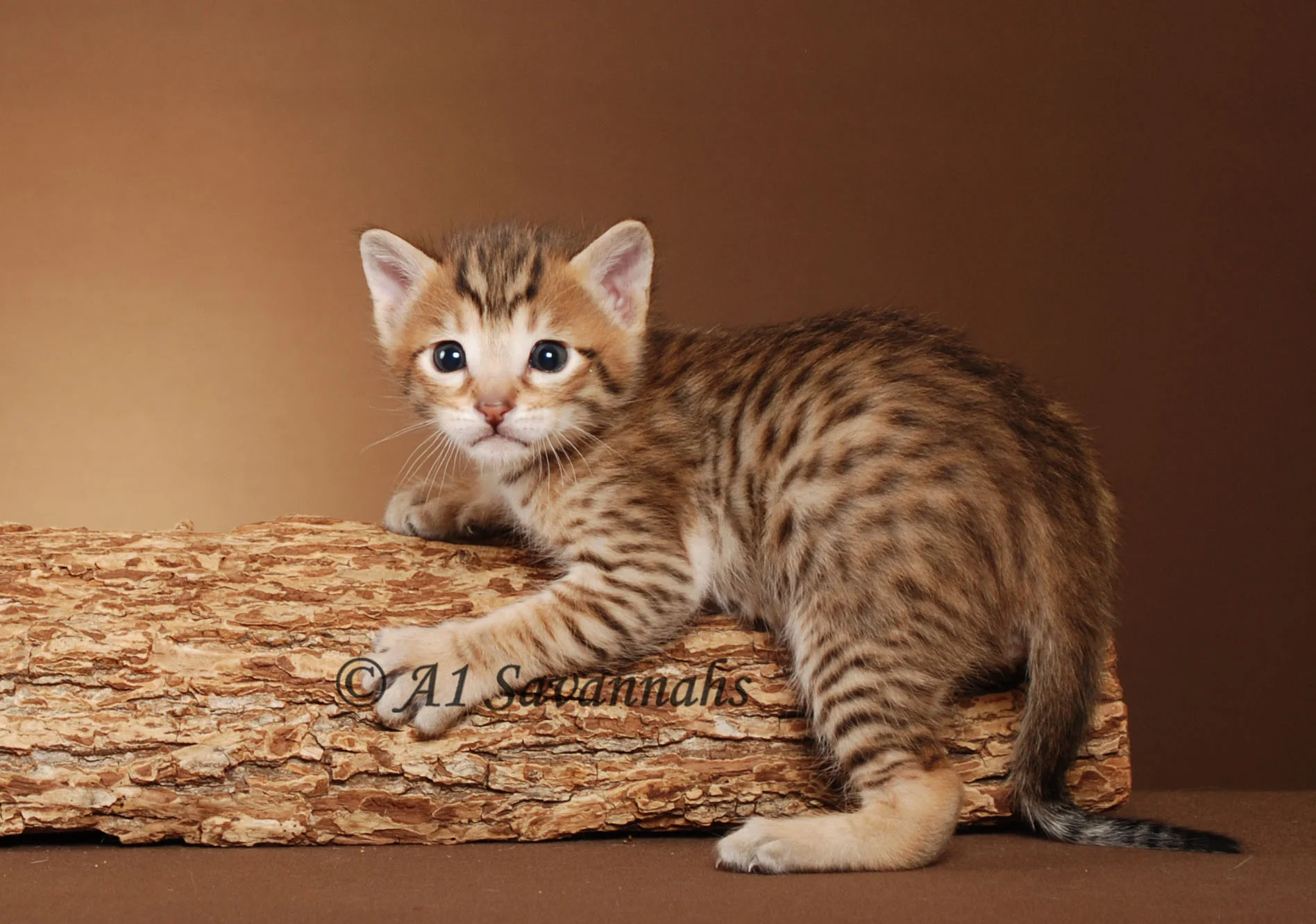 A1Savannahs Flash Male SBT Savannah Kitten