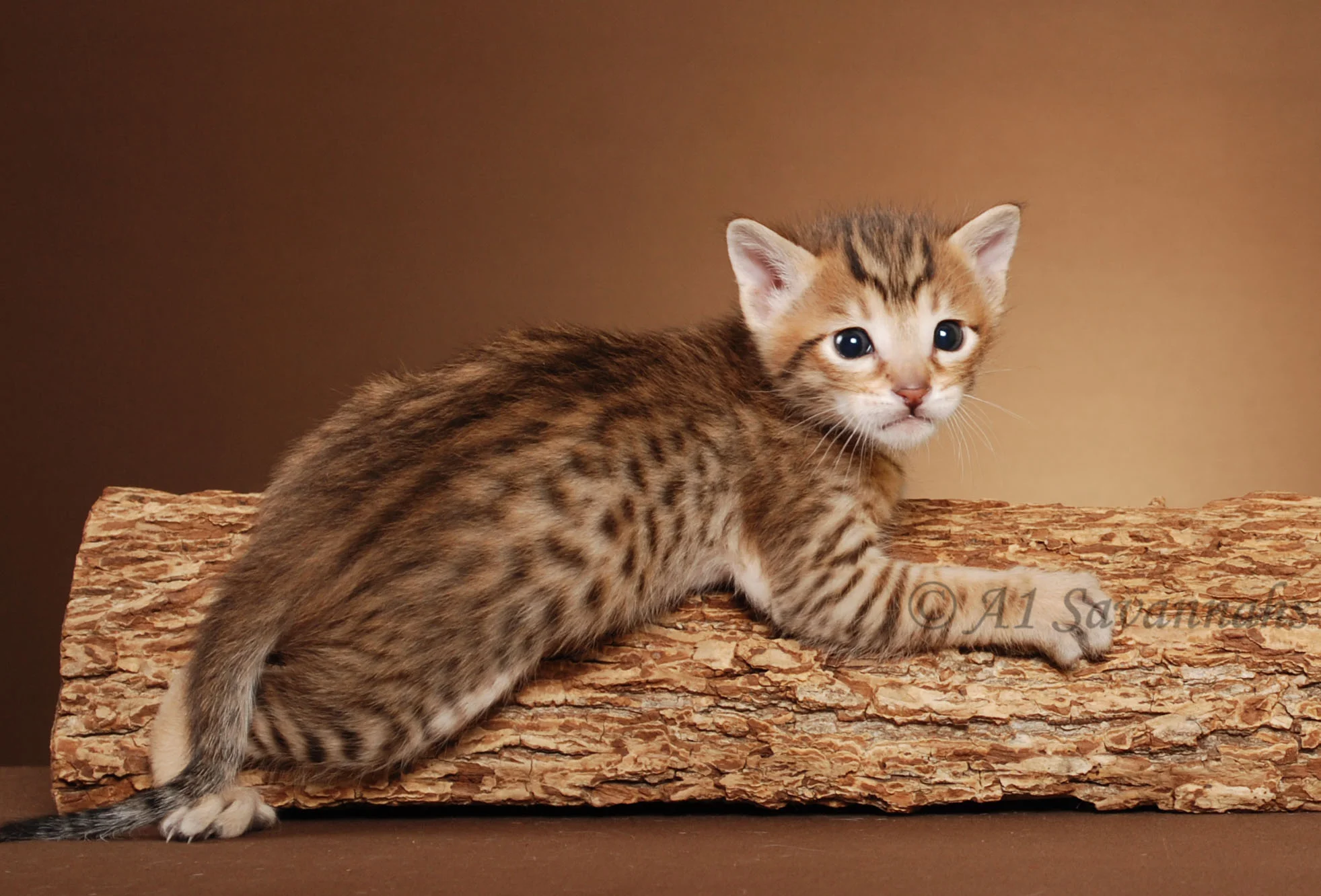 A1Savannahs Flash Male SBT Savannah Kitten