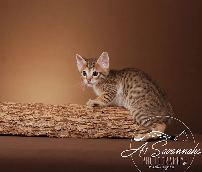 A1Savannahs Flash Male SBT Savannah Kitten