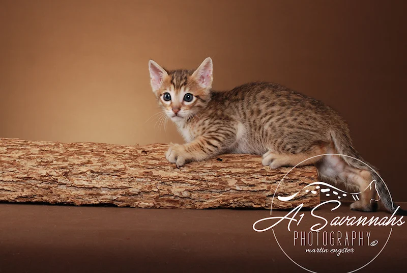 A1Savannahs Flash Male SBT Savannah Kitten