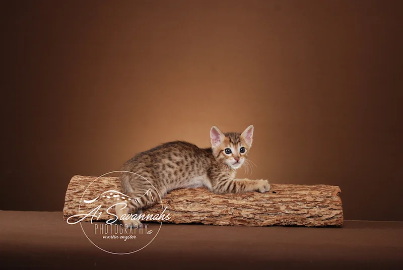 A1Savannahs Flash Male SBT Savannah Kitten