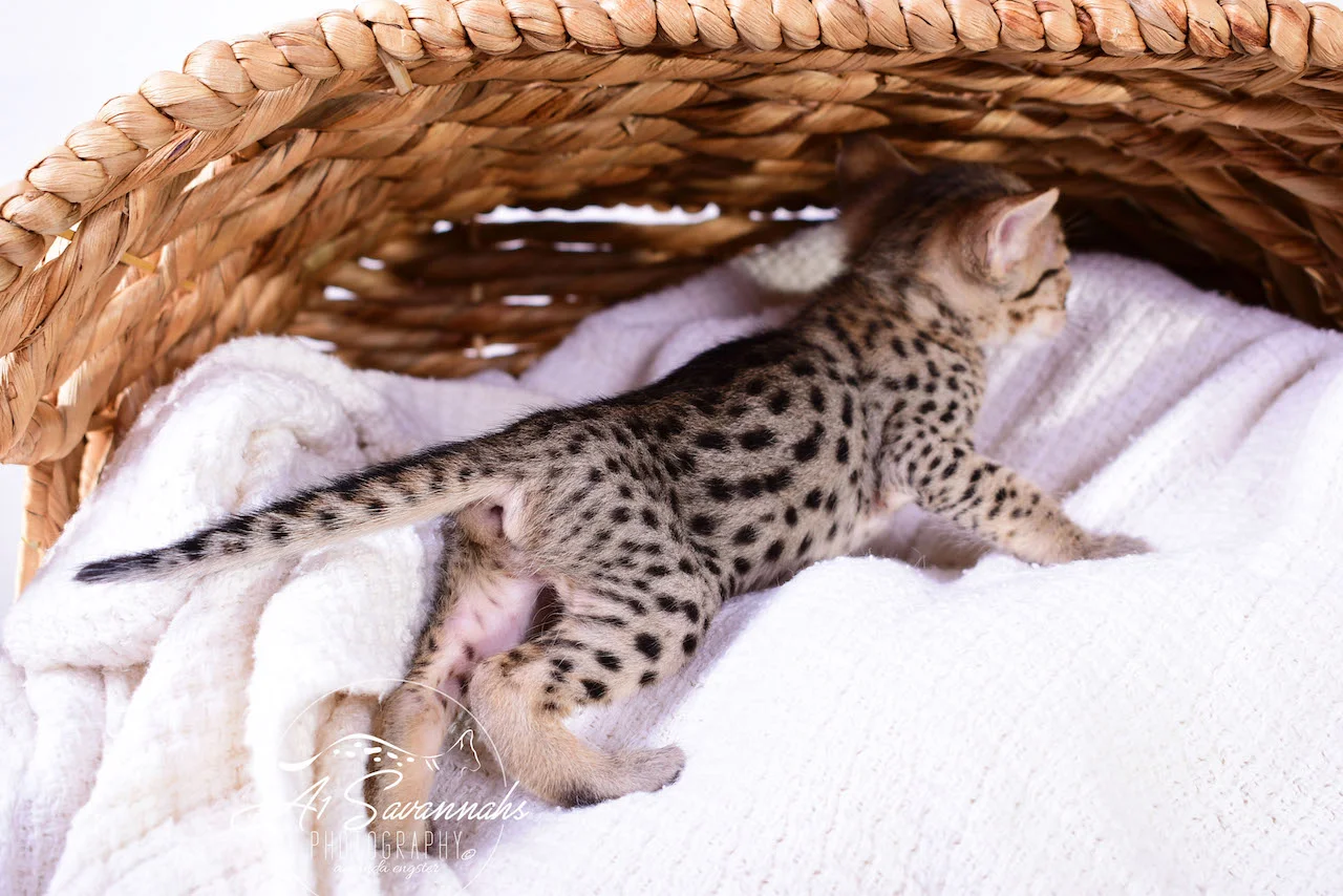 A1Savannahs Irelyn F3 Female Savannah Kitten