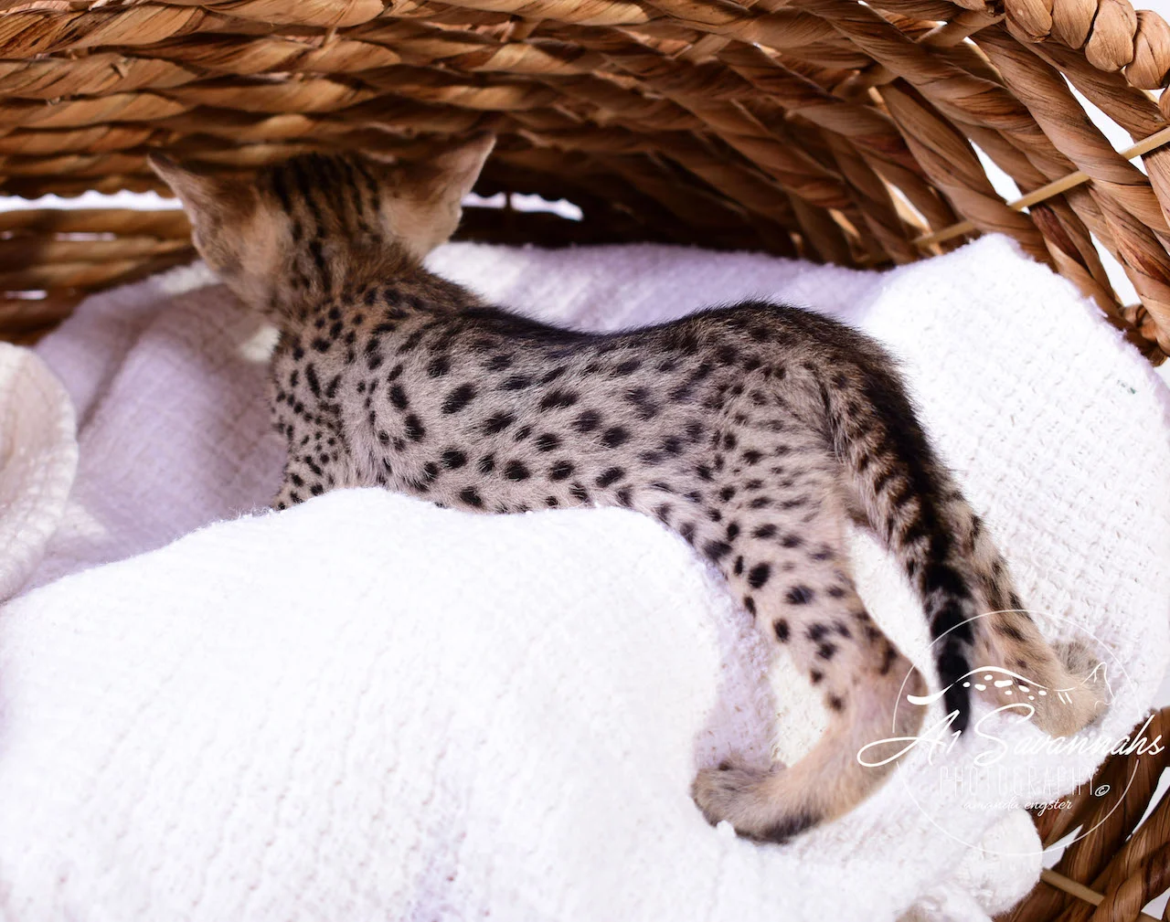 A1Savannahs Irelyn F3 Female Savannah Kitten