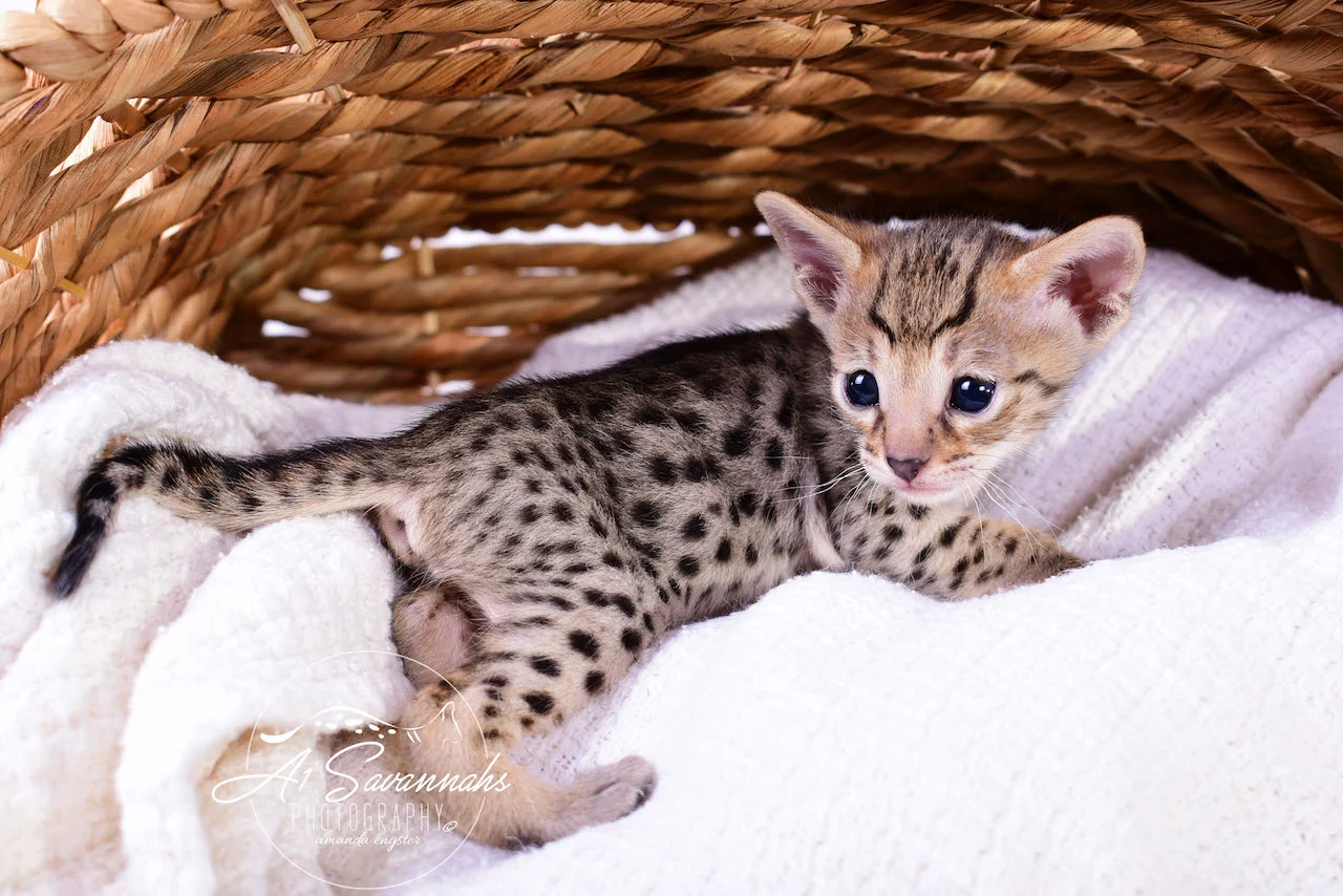 A1Savannahs Irelyn F3 Female Savannah Kitten