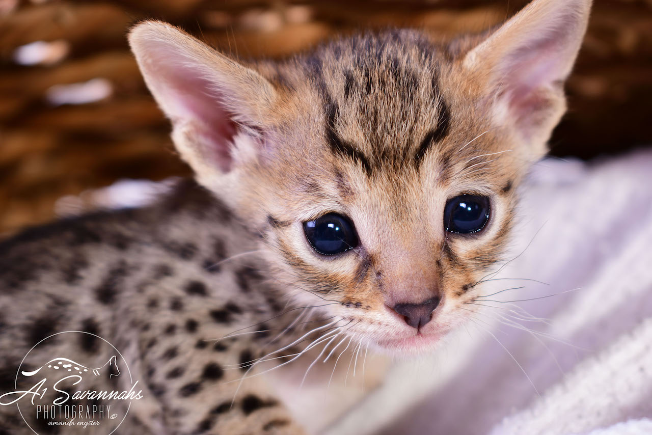 A1Savannahs Irelyn F3 Female Savannah Kitten