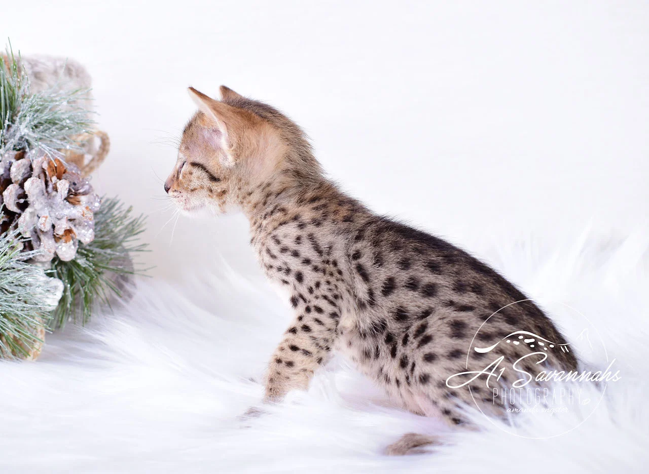 A1Savannahs Irelyn F3 Female Savannah Kitten